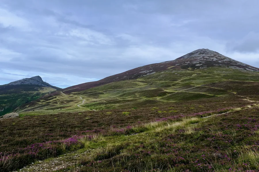 Garn Fôr and Garn Ganol, two of the three tops of Yr Eifl, above heather on the Llŷn Peninsula, Gwynedd.