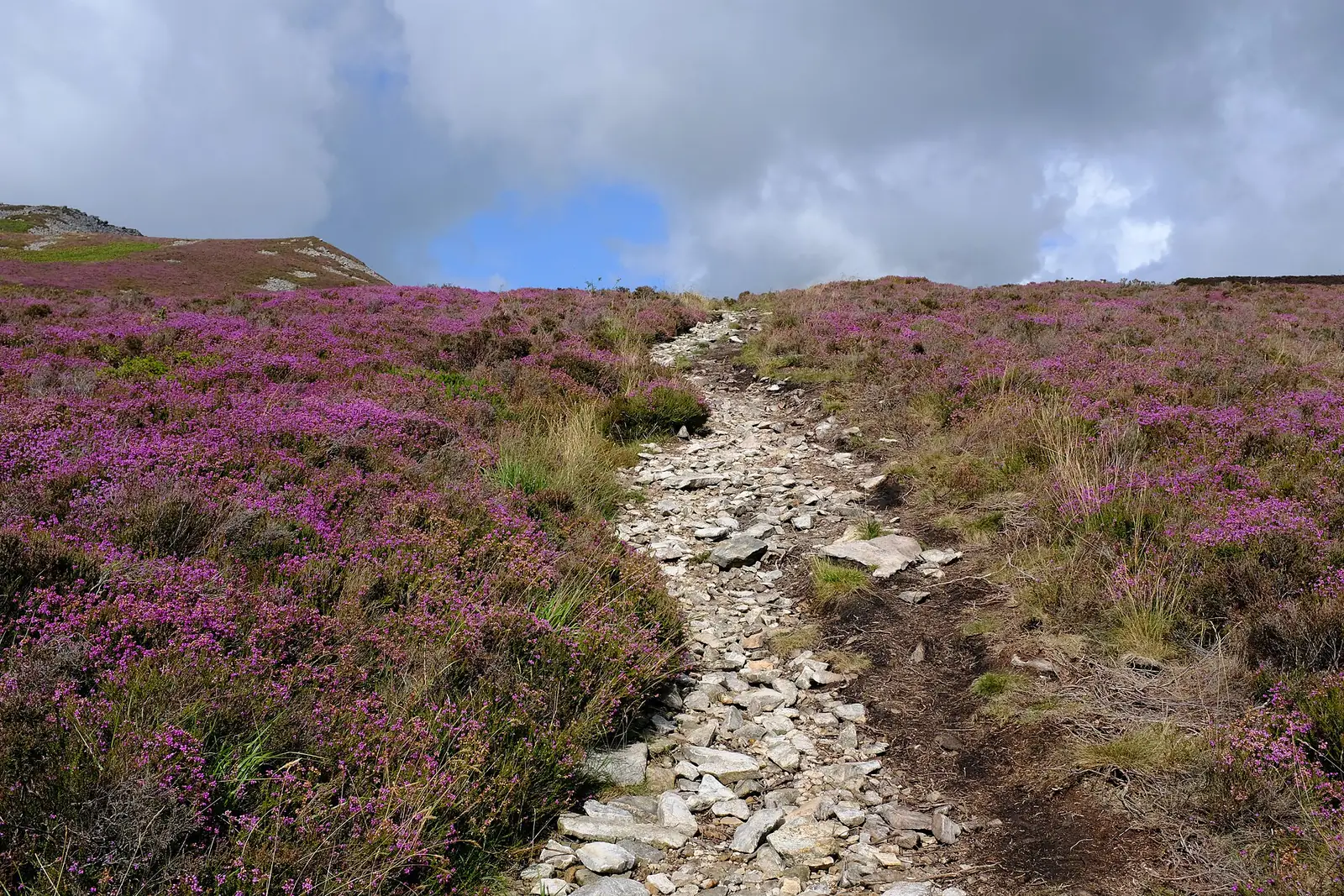 A stony footpath running down through purple heather on the slopes of Yr Eifl